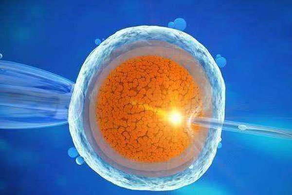 试管婴儿早期胚胎移植到什么位置附上时间介绍及特定位置解析