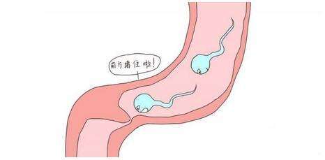 囊胚三期和四期有什么区别，正确分辨方法1分钟就能学会